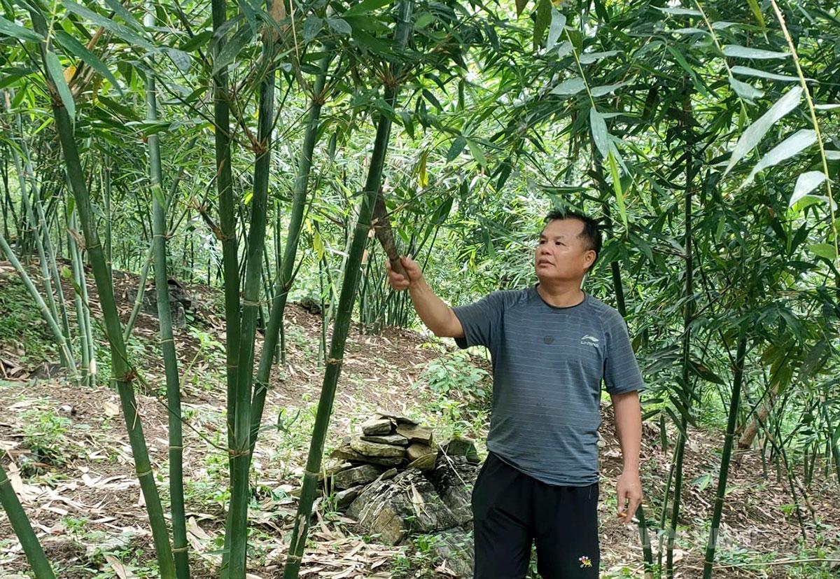 Tuyên Quang: Cây giảm nghèo ở Tri Phú