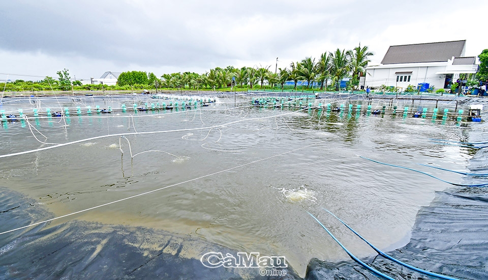 Cà Mau: Nhiều triển vọng để ngành tôm tăng tốc