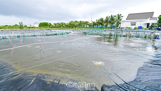 Cà Mau: Nhiều triển vọng để ngành tôm tăng tốc