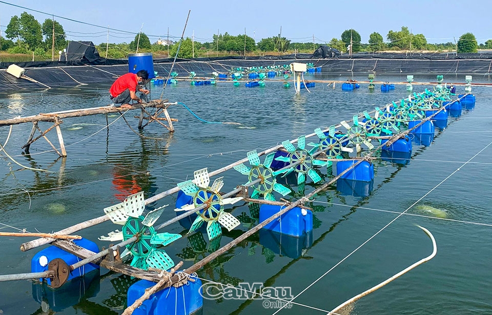 Cà Mau: Máy cho tôm ăn xuất ngoại