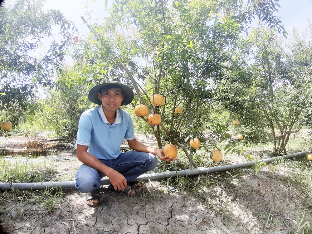 An Giang: Hướng đi cho giống lựu đỏ Peru