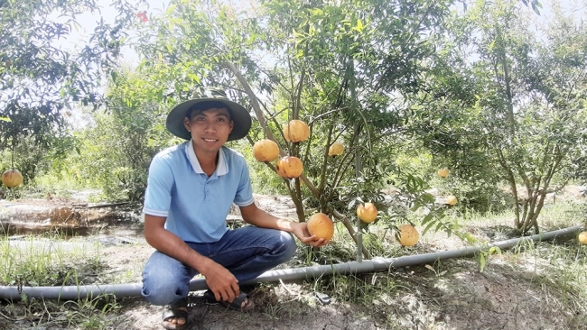 An Giang: Hướng đi cho giống lựu đỏ Peru
