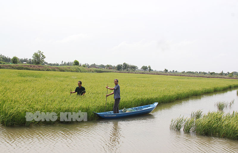 Hợp tác xã Lúa - tôm Thạnh Phú sản xuất lúa sạch có hợp đồng bao tiêu giá ổn định với doanh nghiệp.