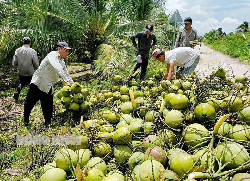 Tỉnh xây dựng vùng sản xuất dừa tập trung gắn với chuỗi giá trị dừa.