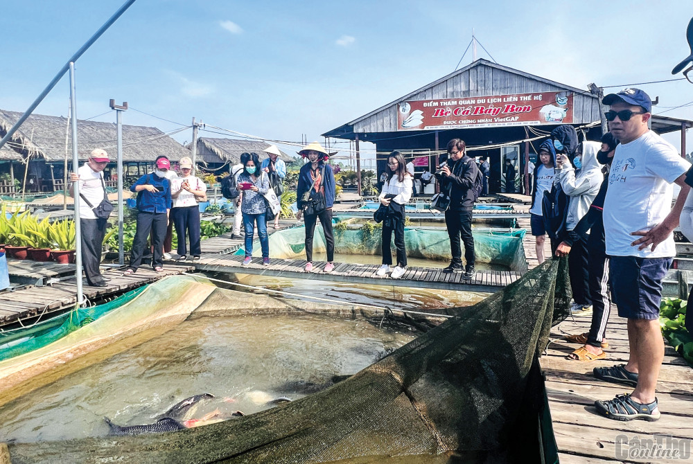 Mô hình nuôi cá trên bè kết hợp phát triển du lịch ở phường Bùi Hữu Nghĩa, quận Bình Thủy.