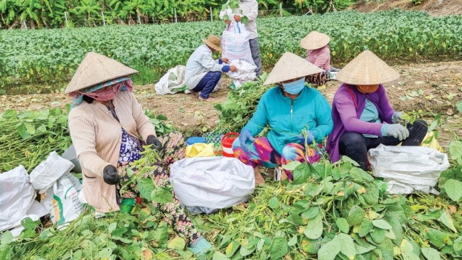 Cần Thơ: Triển vọng phát triển mô hình trồng đậu nành rau trên nền đất ruộng