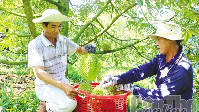 Cần Thơ: Liên kết để nâng cao chuỗi giá trị nông sản