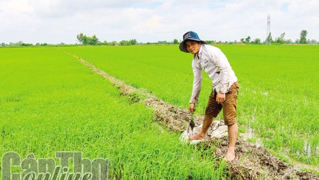 Cần Thơ: Ðể sản xuất thắng lợi lúa vụ thu đông