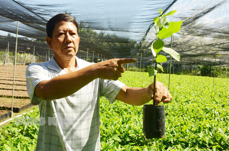 Nông dân sản xuất giỏi cấp huyện Nguyễn Văn Chót chăm sóc vườn mãng cầu dai.