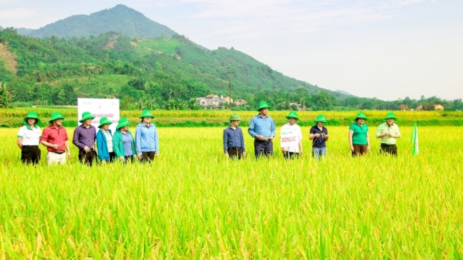 Hà Giang: Mùa vàng trên những cánh đồng bội thu