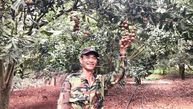 Lâm Đồng: Người tiên phong trồng mắc ca đất Lâm Hà