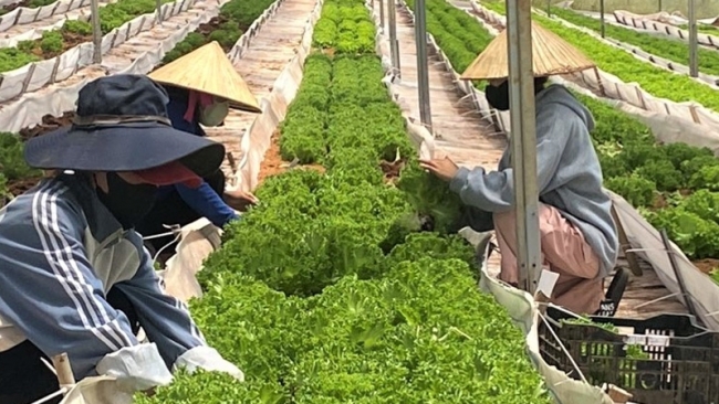 Lâm Đồng: Phát triển trồng trọt thành ngành kinh tế kỹ thuật chuyên nghiệp