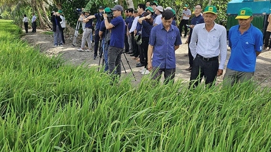 Cần Thơ: Khởi động mô hình kinh tế nông nghiệp tuần hoàn từ rơm