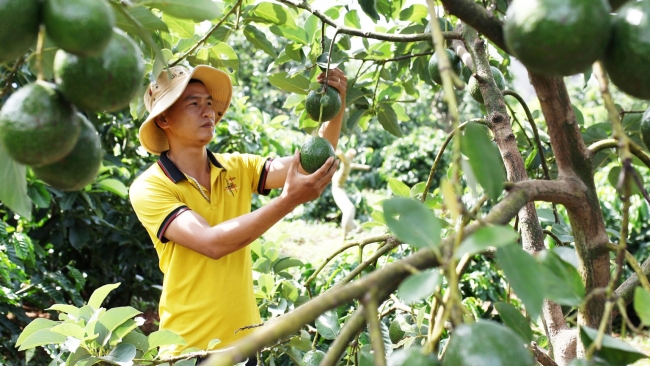 Lâm Đồng: Xúc tiến thương mại, mở rộng thị trường tiêu thụ trái bơ Lâm Đồng