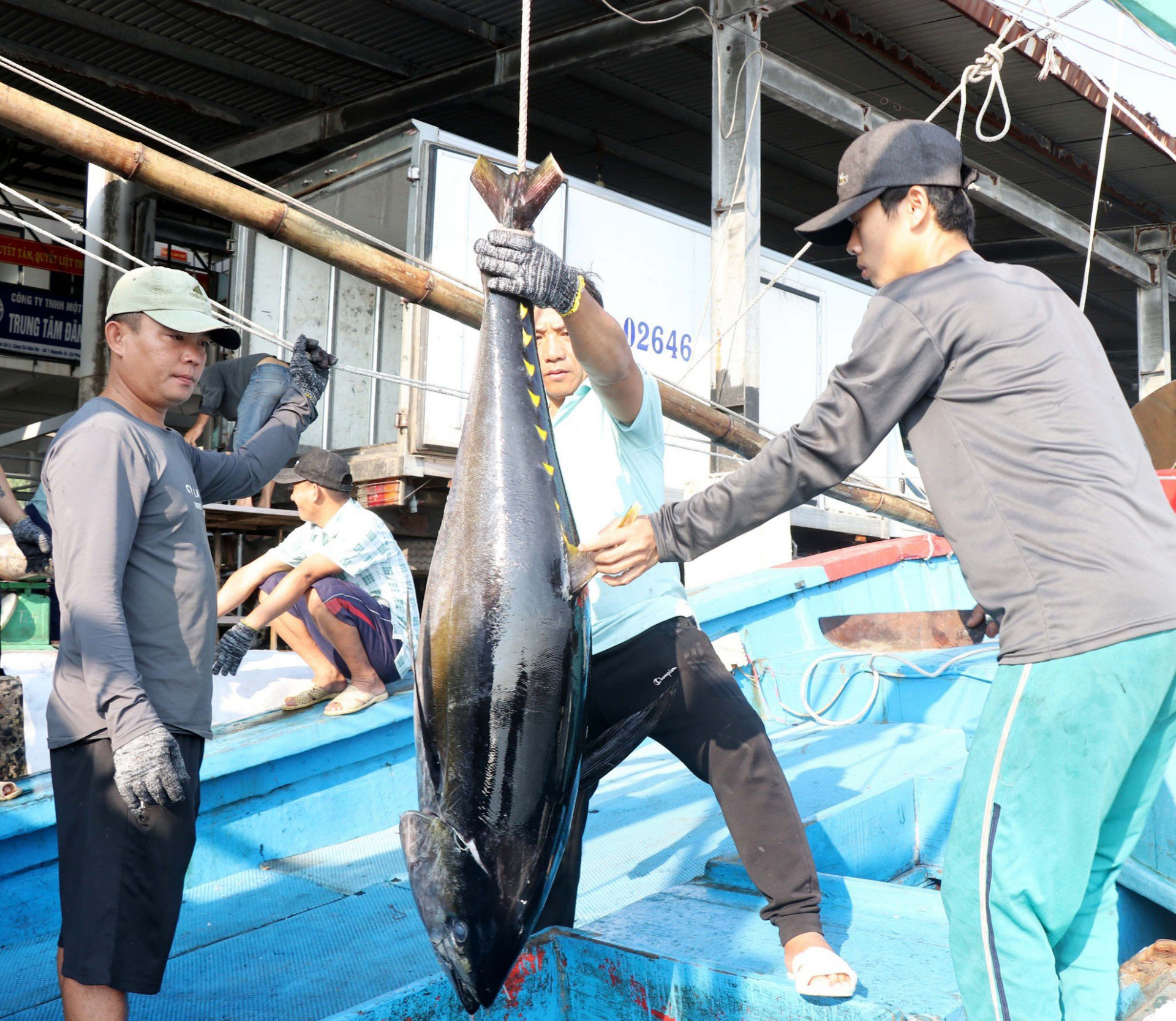 Cá ngừ vây vàng mắt to là một trong những loại hải sản khai thác chủ lực của ngư dân.