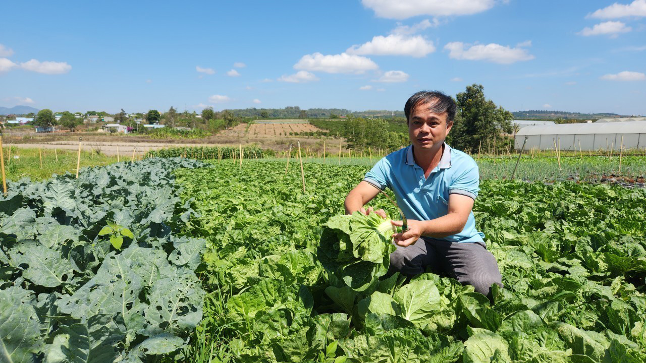 Anh Trần Phước Linh đang chăm sóc vườn rau