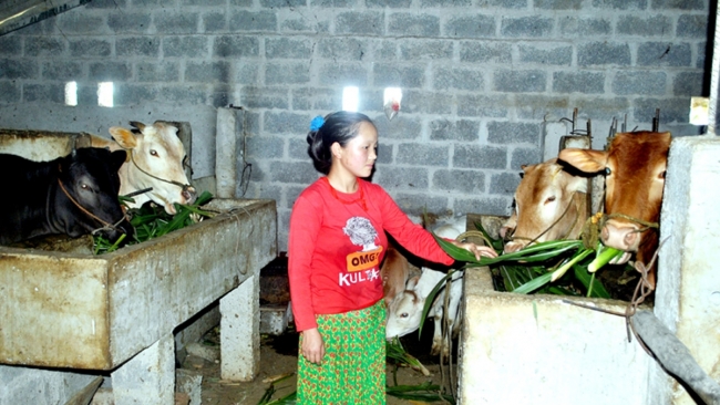 Hà Giang: Tạo giá trị gia tăng cho sản phẩm thịt bò vàng