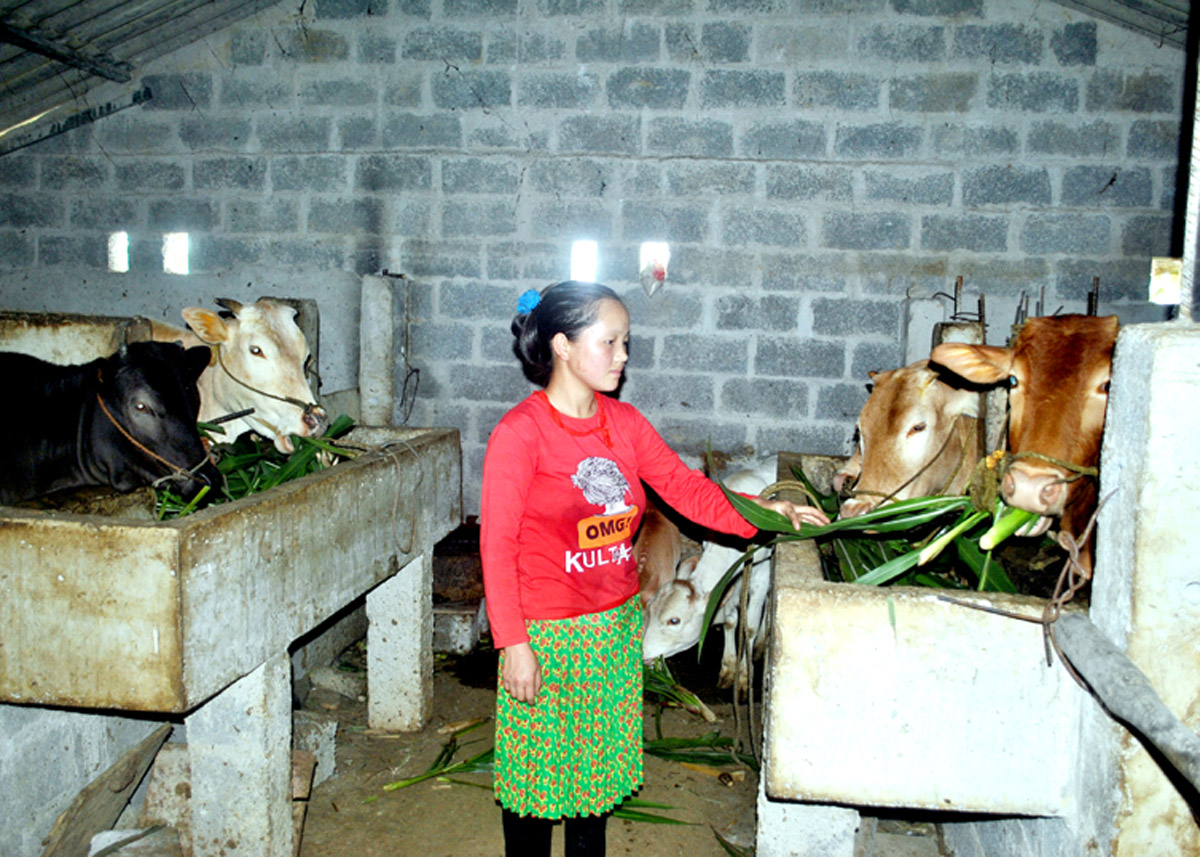 Gia đình chị Vàng Thị Mỷ, xã Sà Phìn (Đồng Văn) có cuộc sống khá giả hơn từ nuôi bò.