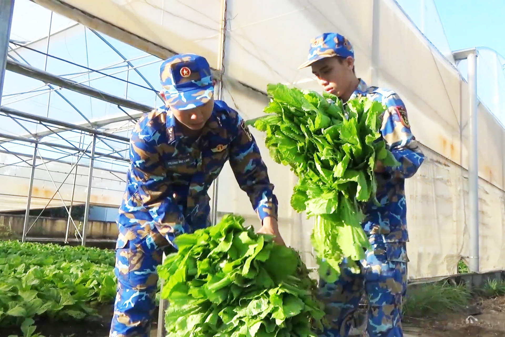 Thu hoạch rau xanh nhập bếp ăn tập trung của đơn vị.