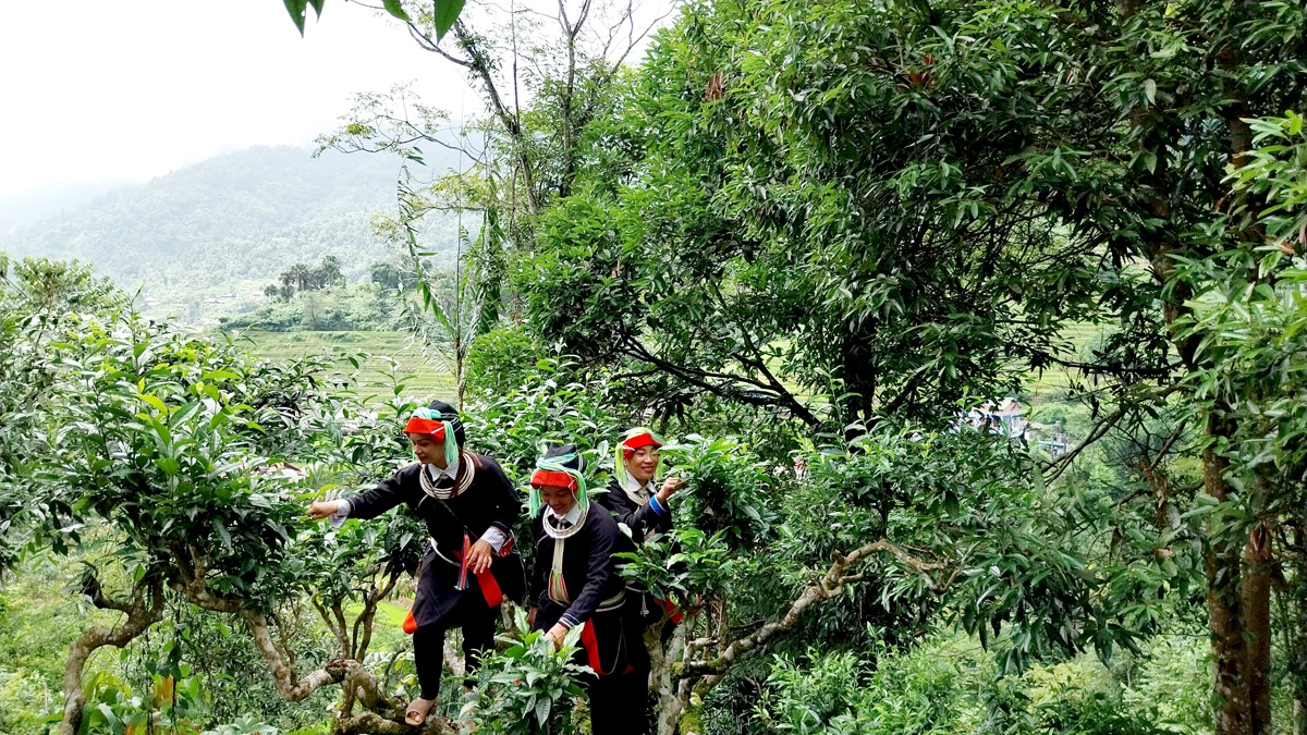 Người dân xã Cao Bồ thu hái chè Shan tuyết cổ thụ.