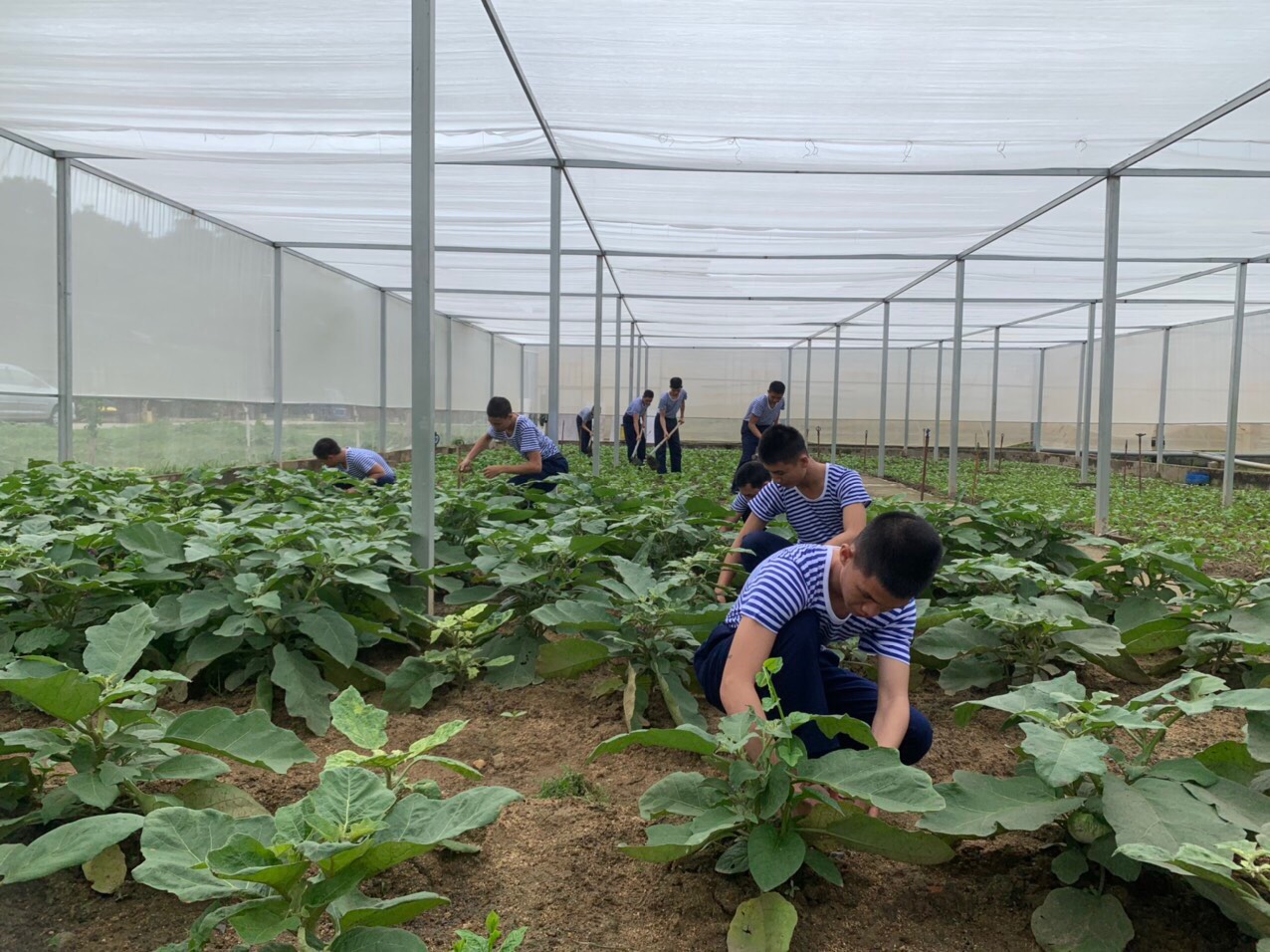 Cán bộ, chiến sĩ Lữ đoàn 162 tích cực tăng gia sản xuất.
