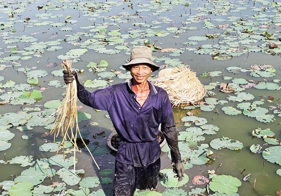 Cần Thơ: Thu nhập cao nhờ mô hình trồng sen lấy ngó