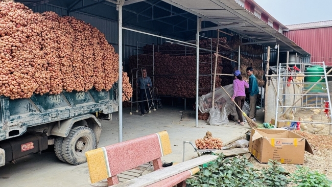 Hành và tỏi Kinh Môn- tinh hoa từ đất, niềm tự hào vùng miền