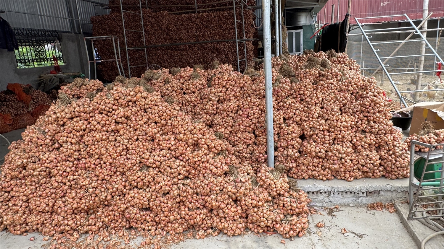 Hành và tỏi Kinh Môn- tinh hoa từ đất, niềm tự hào vùng miền