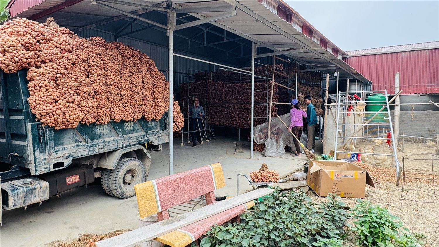 Hành và tỏi Kinh Môn- tinh hoa từ đất, niềm tự hào vùng miền