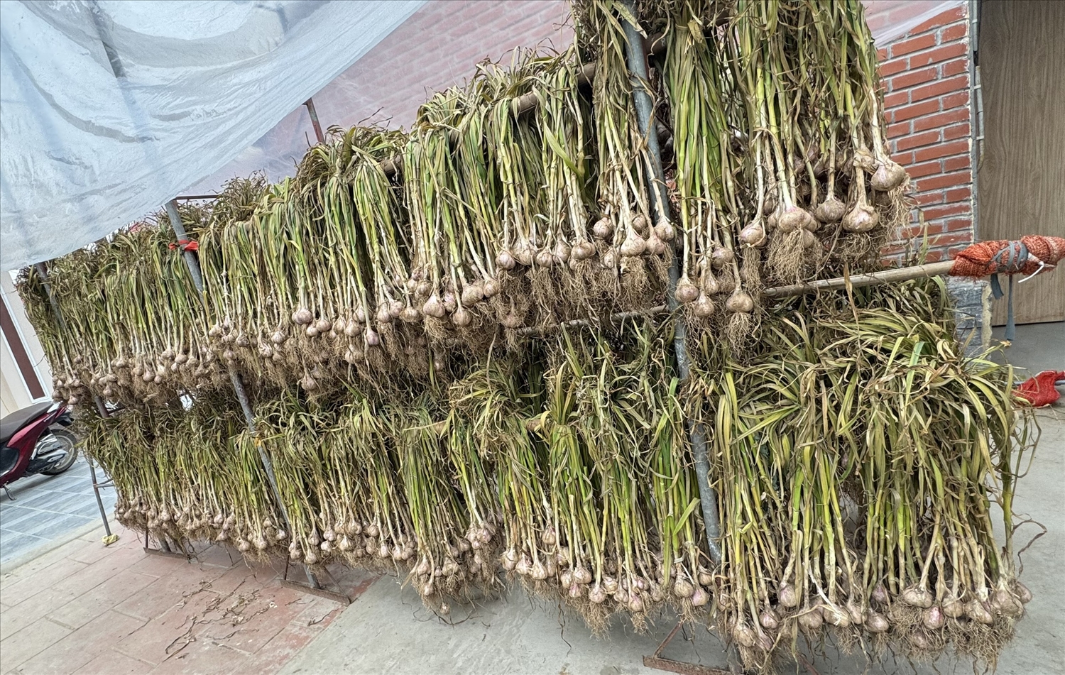 Hành và tỏi Kinh Môn- tinh hoa từ đất, niềm tự hào vùng miền