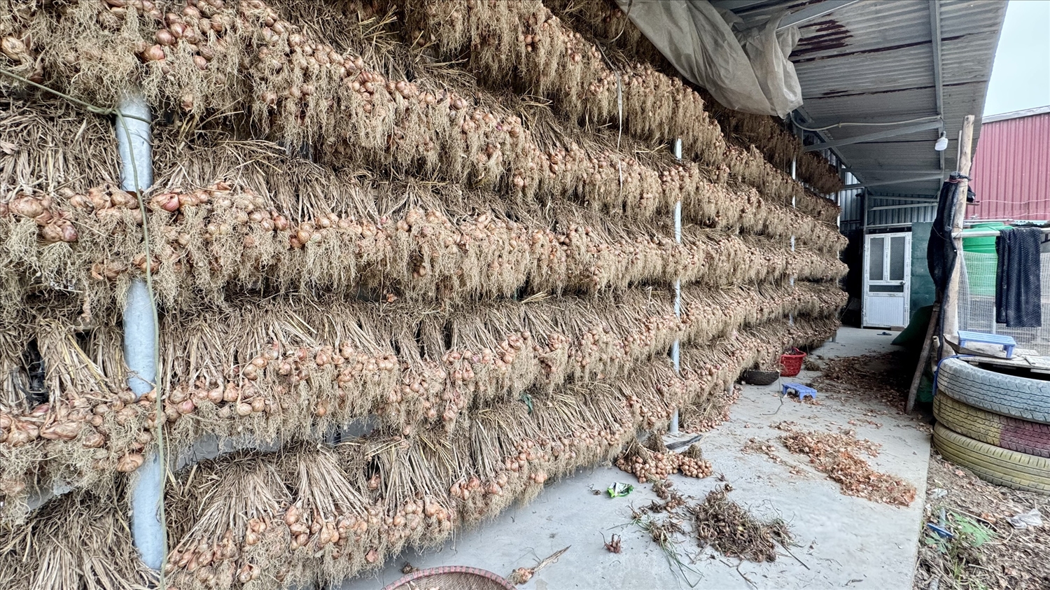 Hành và tỏi Kinh Môn- tinh hoa từ đất, niềm tự hào vùng miền