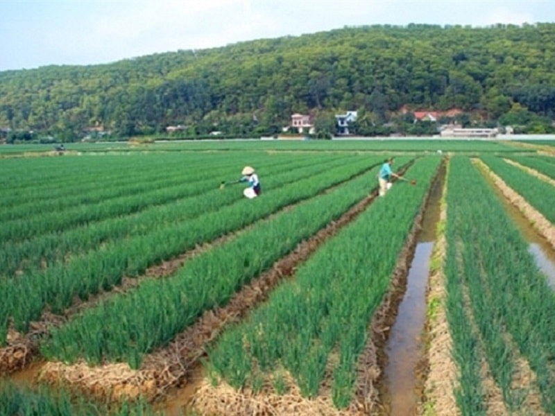 Hành và tỏi Kinh Môn- tinh hoa từ đất, niềm tự hào vùng miền