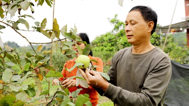 Hà Giang: Quang Bình nhân lên những mảnh vườn xanh