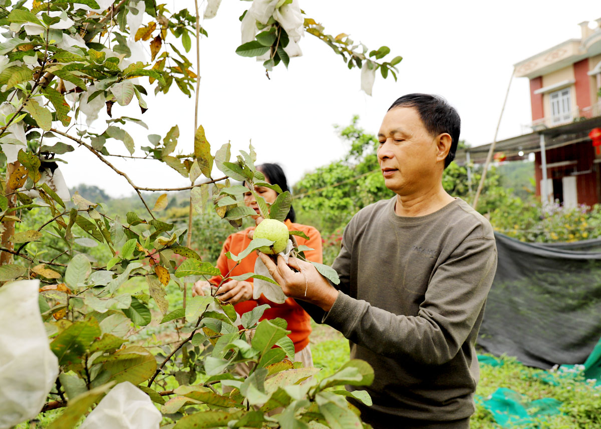 Quang Bình nhân lên những mảnh vườn xanh