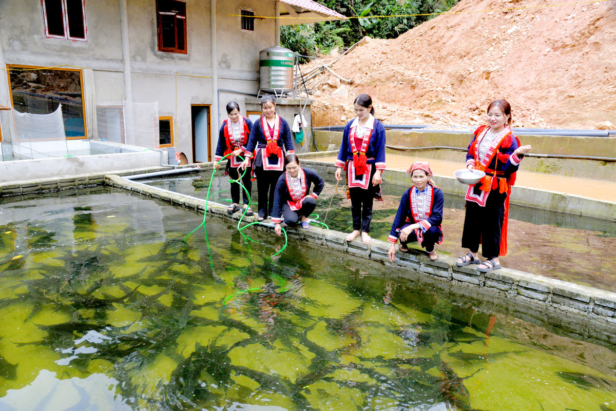 Hà Giang: Nậm An giữ rừng xanh, suối sạch nuôi cá Tầm