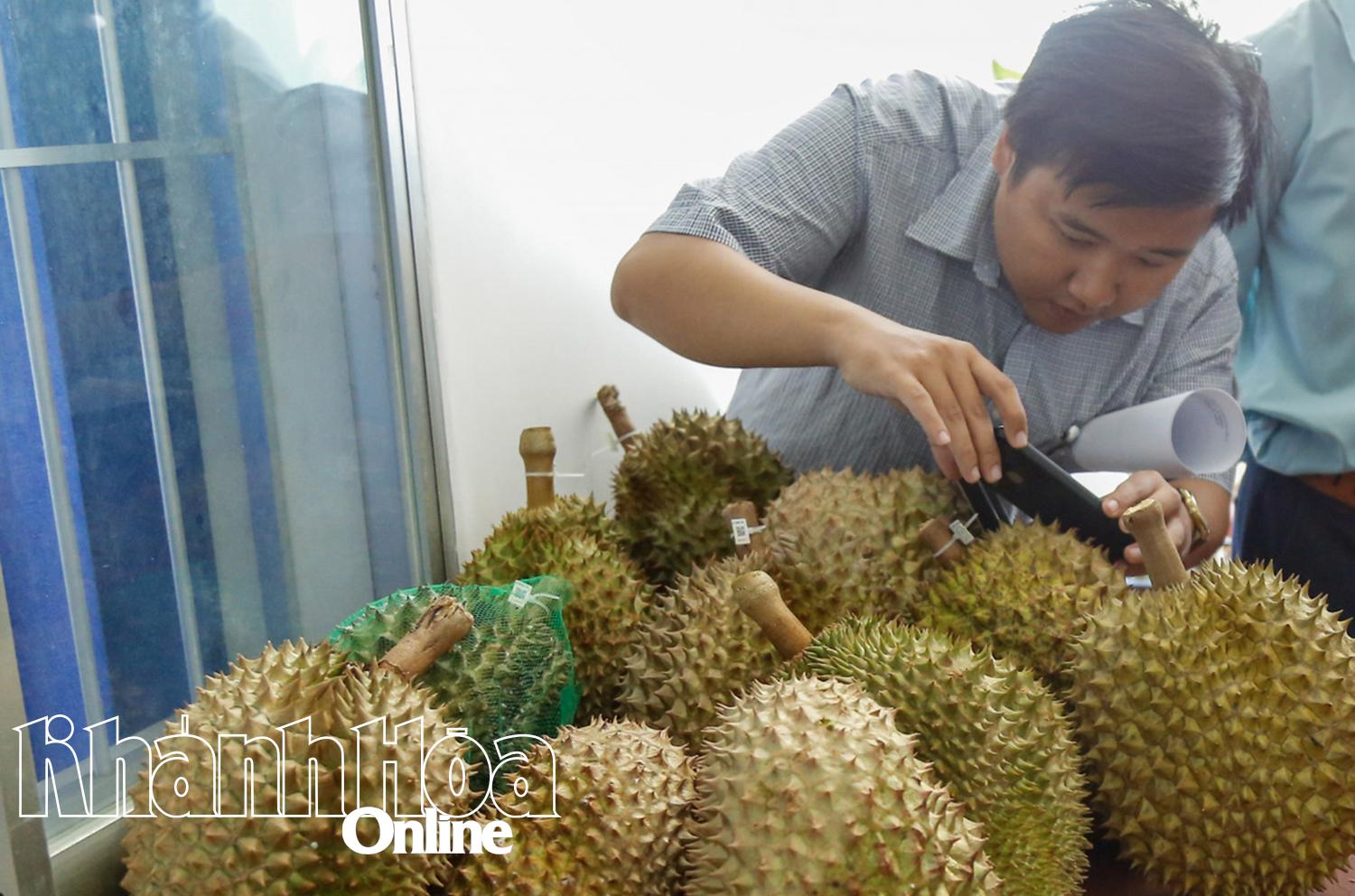 Sầu riêng Khánh Hòa khẳng định an toàn, chất lượng