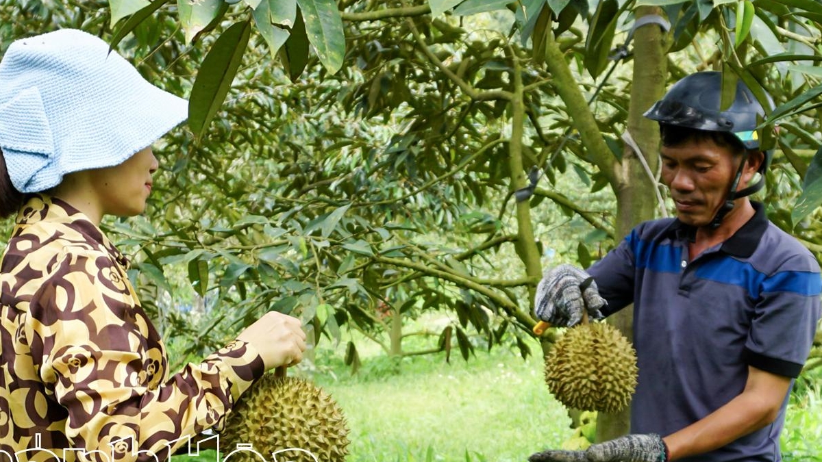 Sầu riêng Khánh Hòa khẳng định an toàn, chất lượng