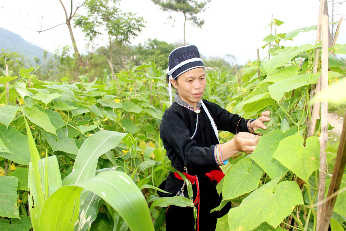 Hà Giang: Phụ nữ Bản Luốc chung tay xây dựng quê hương
