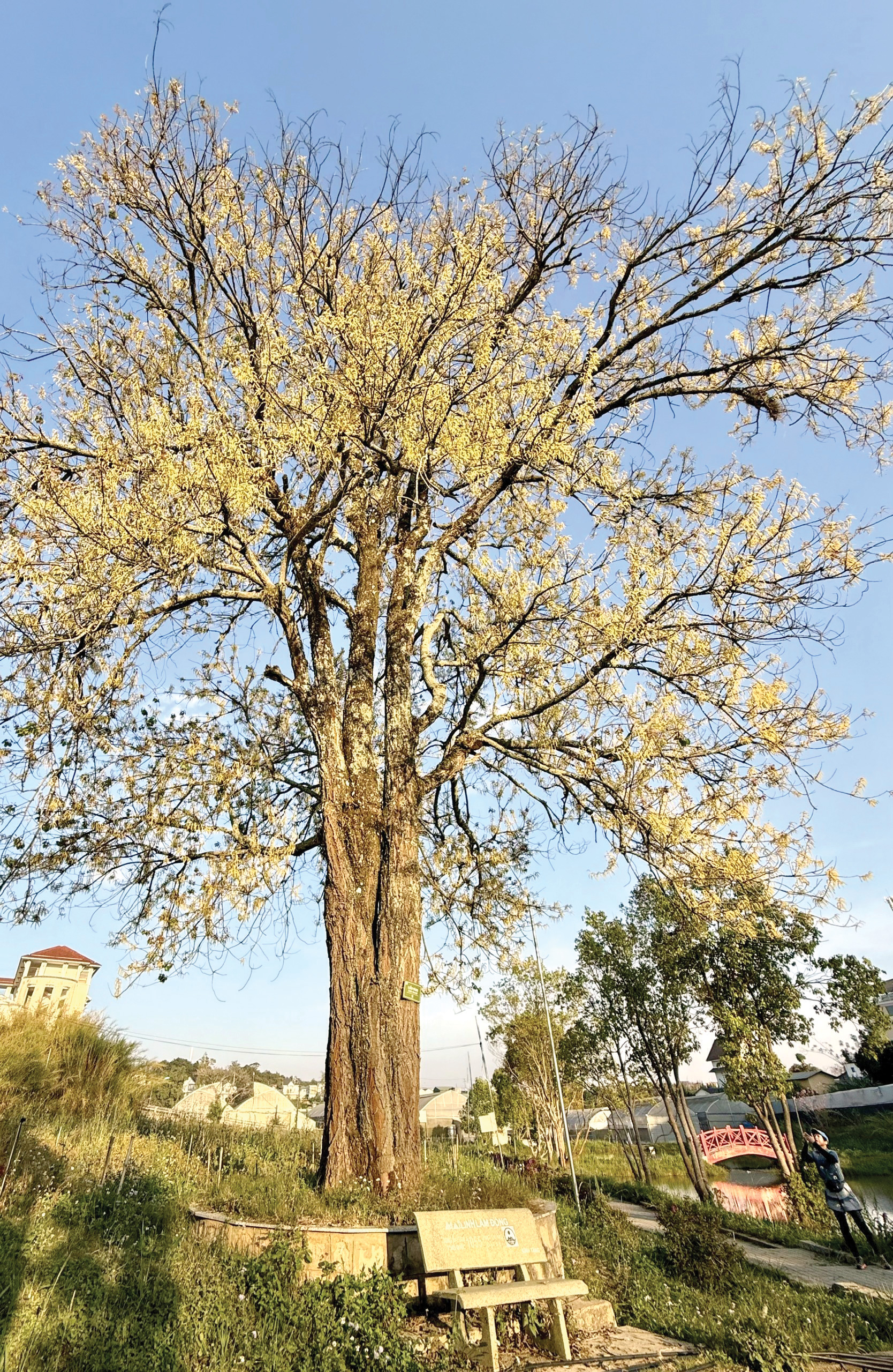 Lâm Đồng: "Kho báu xanh" giữa lòng Đà Lạt Lâm Đồng: "Kho báu xanh" giữa lòng Đà Lạt