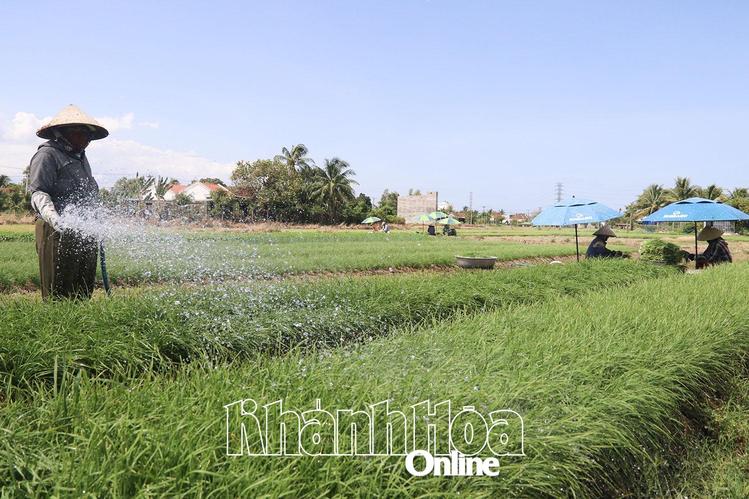 Khánh Hòa: Xã Ninh Đông nhiều mô hình giúp phụ nữ phát triển kinh tế