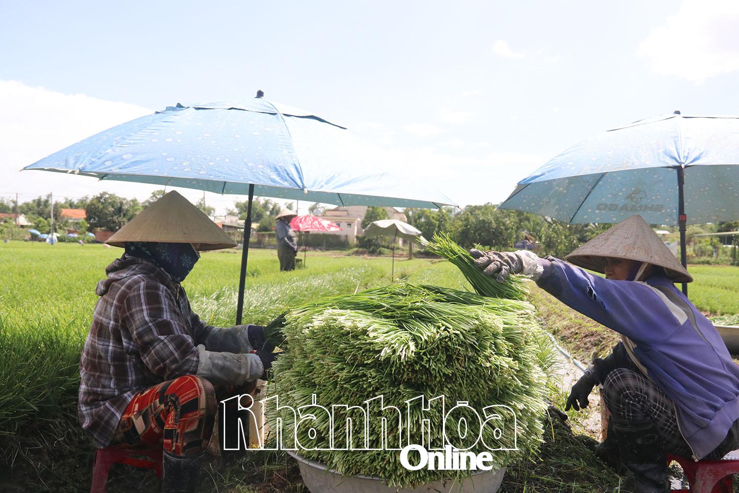 Khánh Hòa: Xã Ninh Đông nhiều mô hình giúp phụ nữ phát triển kinh tế