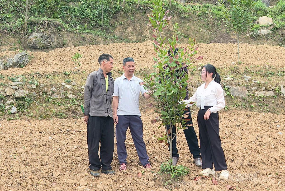 Tuyên Quang: Lũng Cú chuyển đổi cơ cấu cây trồng