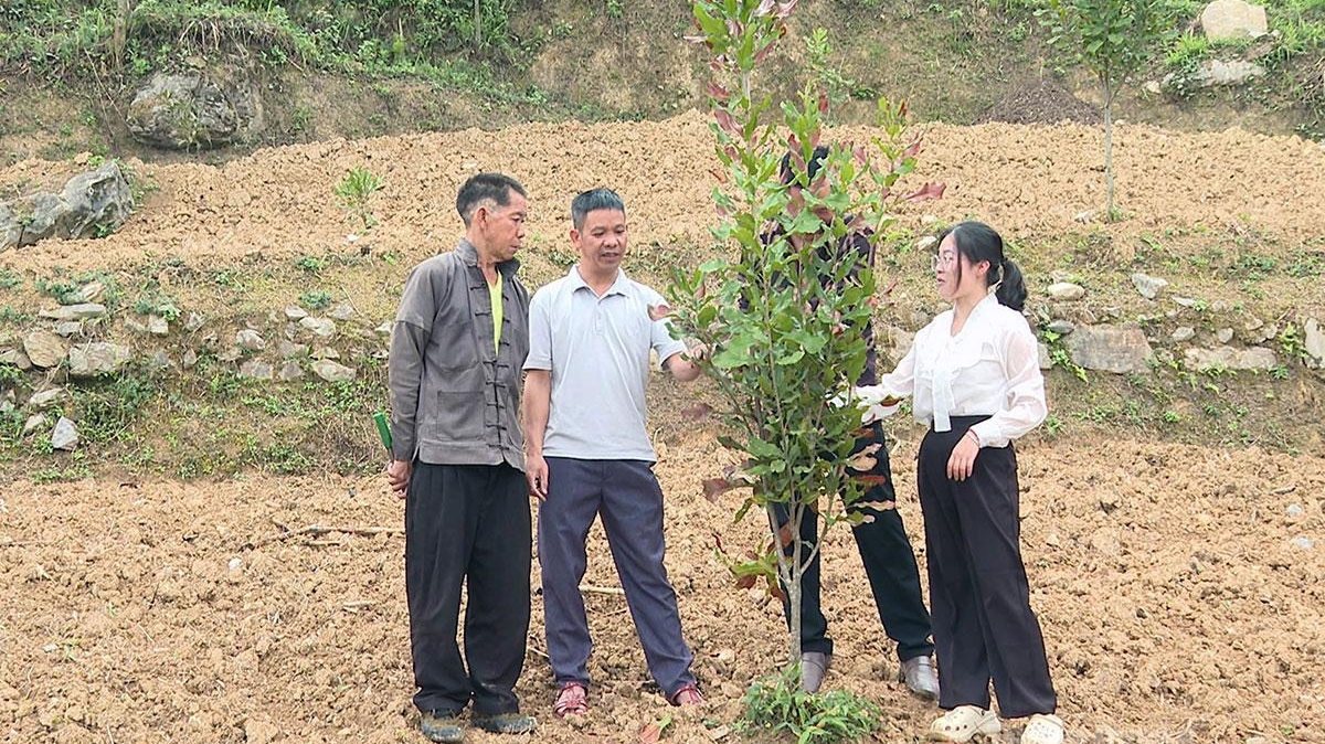 Tuyên Quang: Lũng Cú chuyển đổi cơ cấu cây trồng