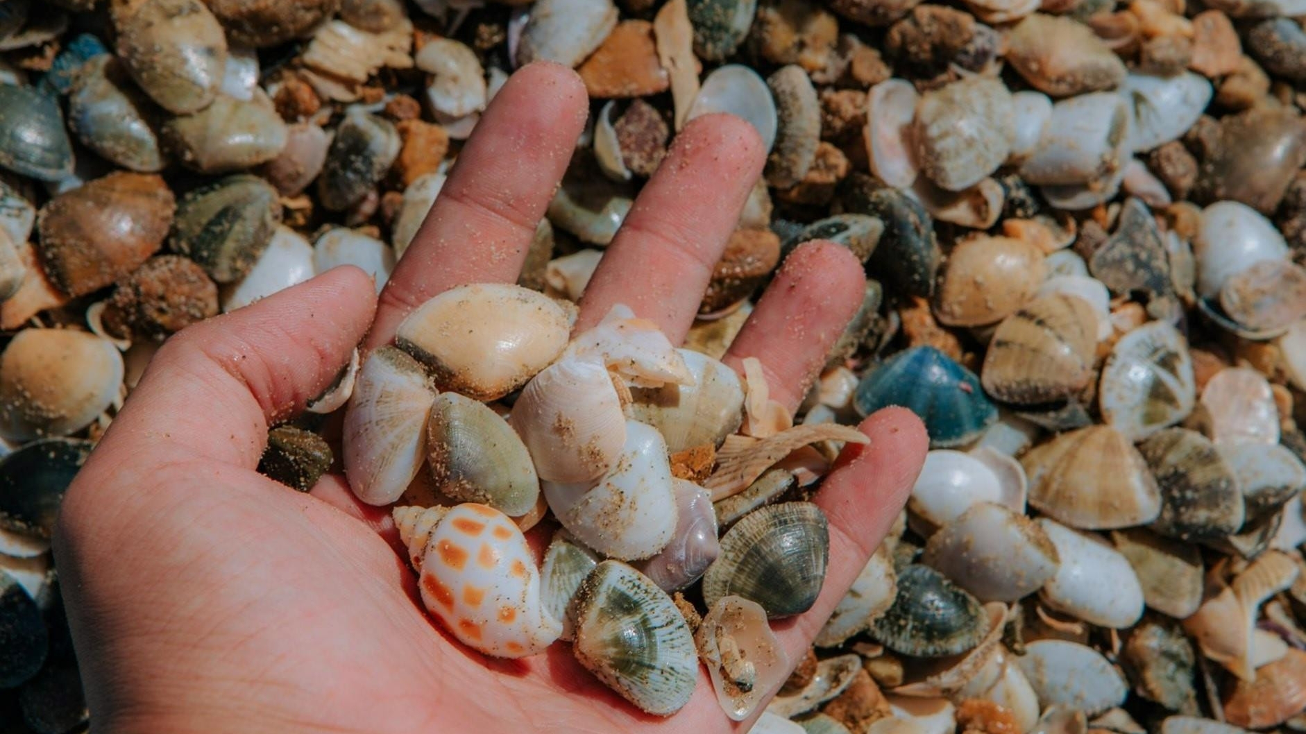Lâm Đồng: Nghề “đi thụt lùi” trên bãi biển