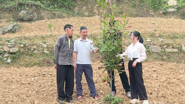 Tuyên Quang: Lũng Cú chuyển đổi cơ cấu cây trồng