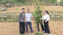 Tuyên Quang: Lũng Cú chuyển đổi cơ cấu cây trồng
