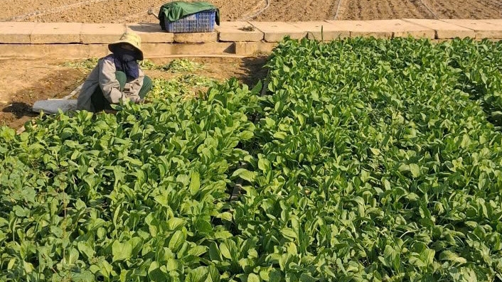 Lâm Đồng: Tiếp sức cho phụ nữ nông thôn vươn lên thoát nghèo