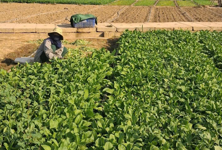 Lâm Đồng: Tiếp sức cho phụ nữ nông thôn vươn lên thoát nghèo