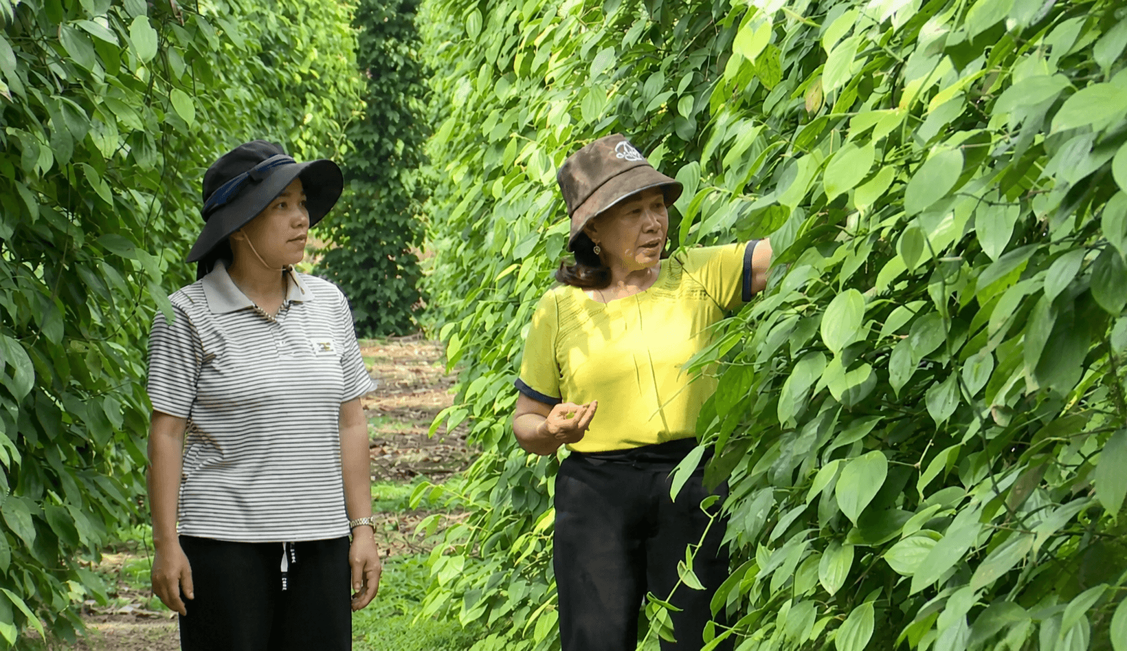 Lâm Đồng: Liên kết sản xuất mở hướng thoát nghèo cho đồng bào vùng khó