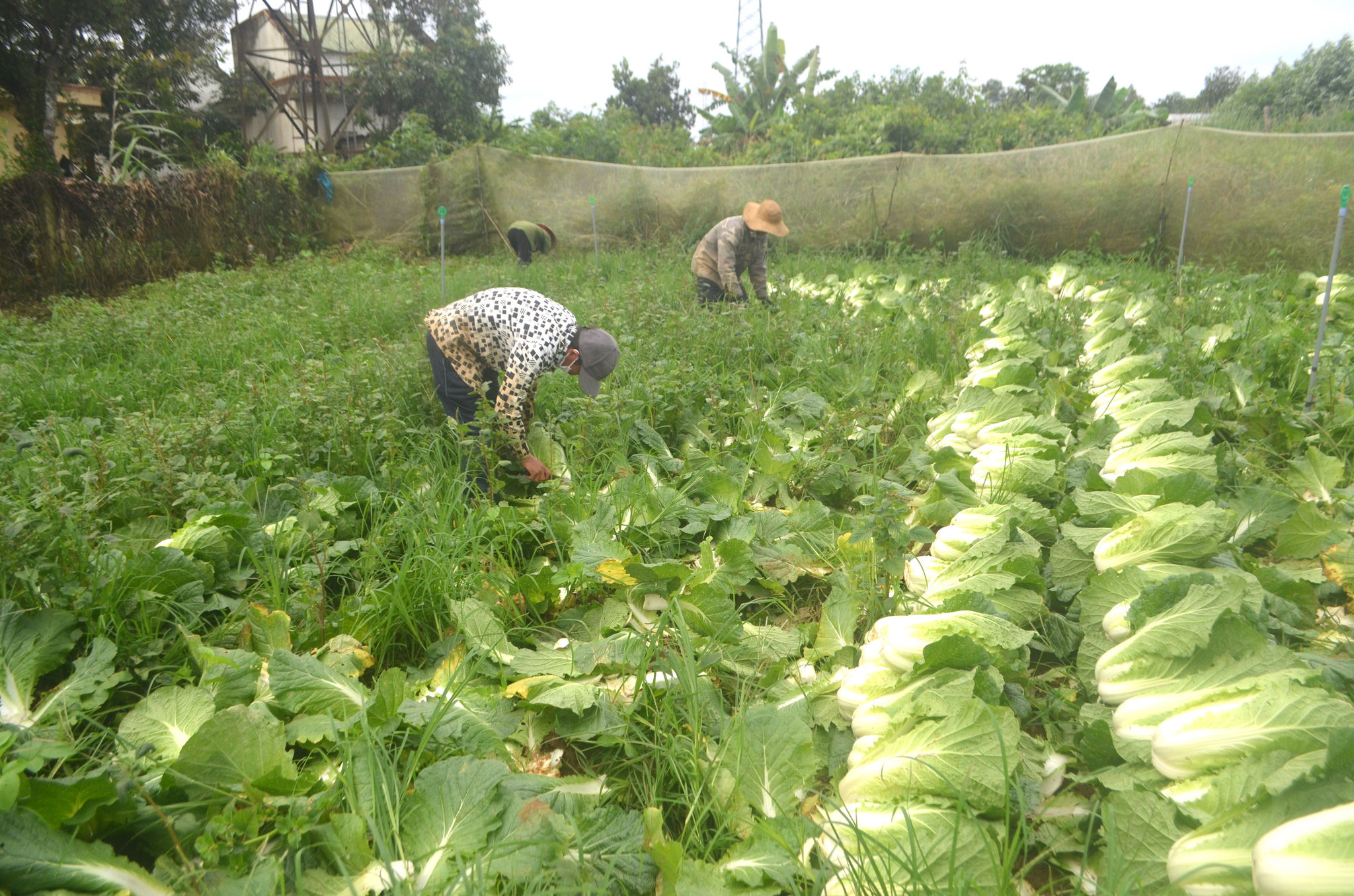 Lâm Đồng: Cơ hội mở rộng đầu ra cho nông sản Lâm Đồng: Cơ hội mở rộng đầu ra cho nông sản